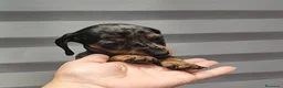 Teckel perros en venta: 🌟ÚLTIMA PAREJA DE TEKEL y Negros fuego🌟 - Anuncio 4
