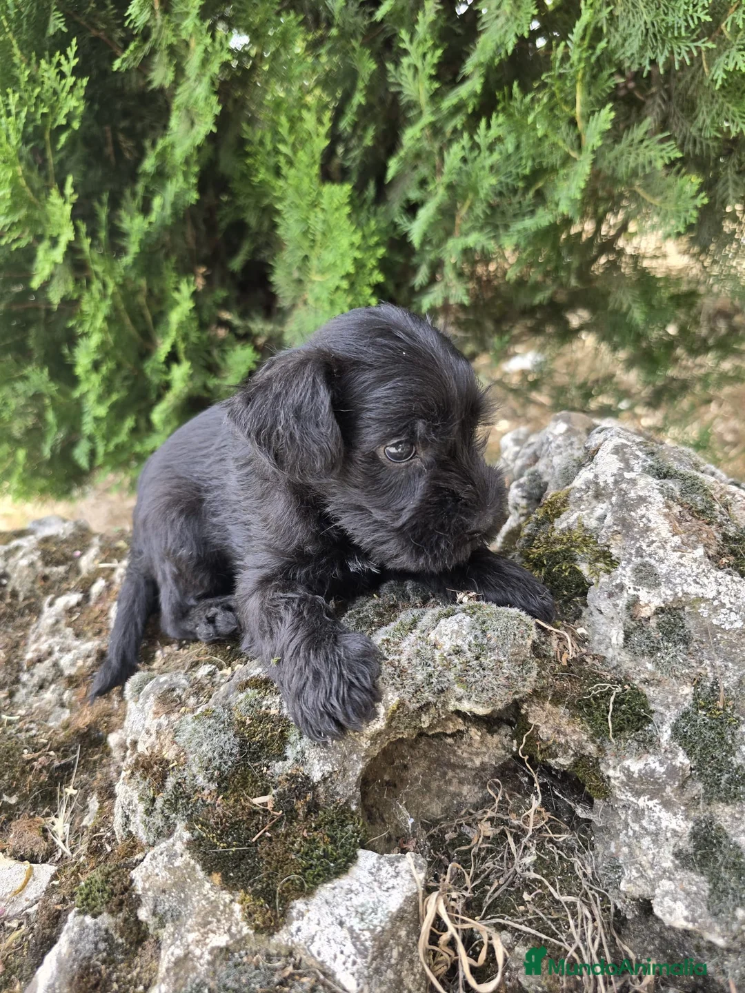 Schnauzer Miniatura perros en venta: Schnauzer Miniatura Negros - Anuncio 5