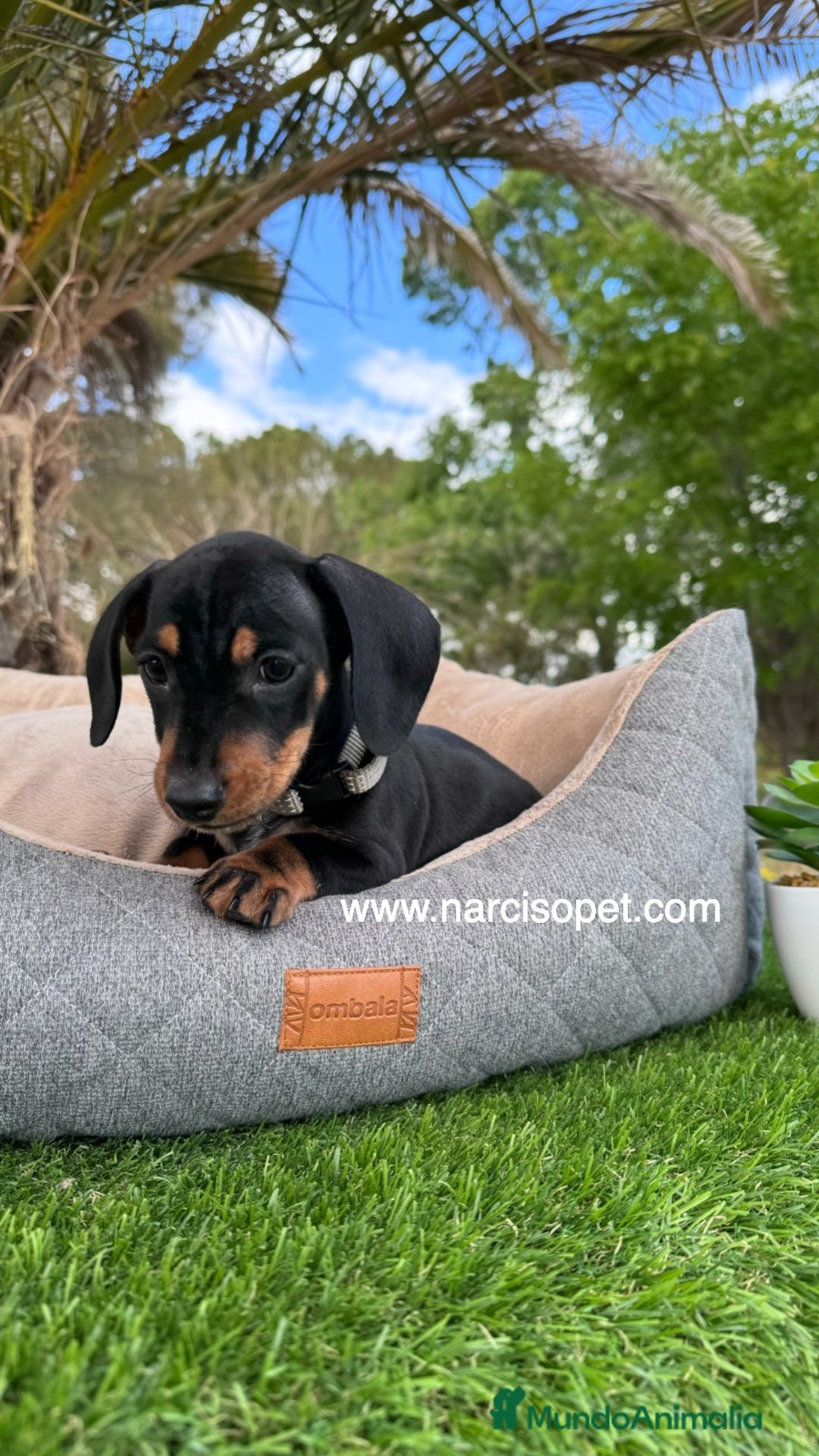 Teckel Miniatura perros en venta: TECKEL NEGRO FUEGO MINIATURA - Imagen 3