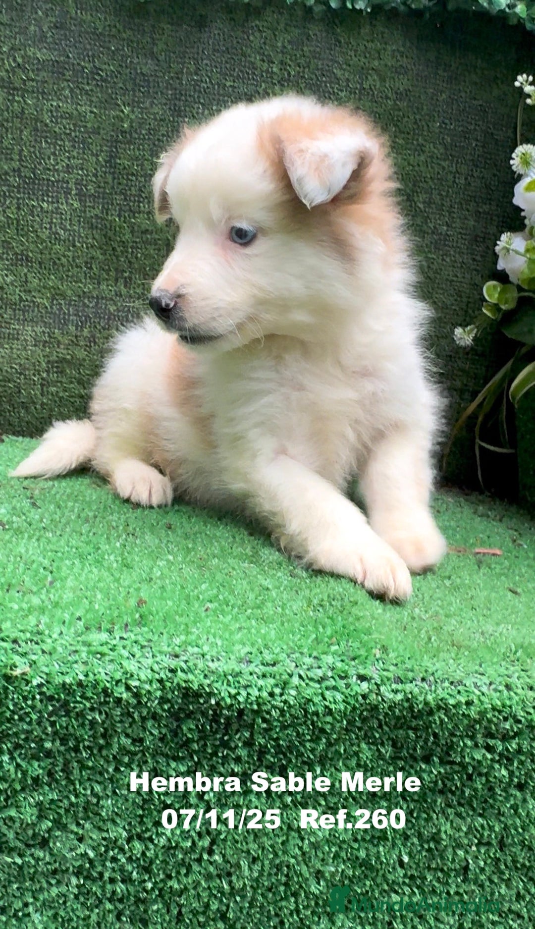 Border Collie perros en venta: Border Collie  - Anuncio 16