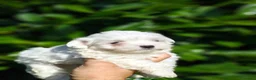 Bichón Maltés perros en venta: Bichón maltés - Anuncio 3