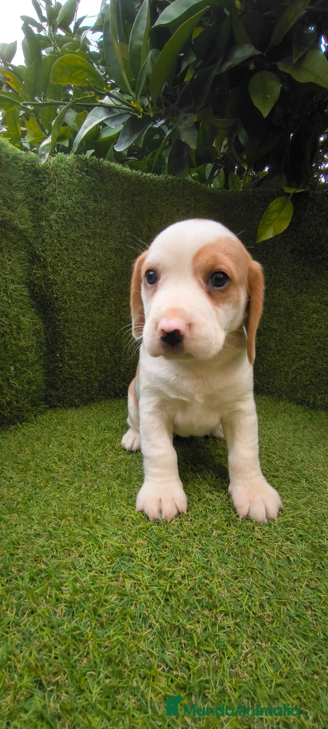 Beagle perros en venta: Beagles tricolor y bicolor  - Anuncio 7