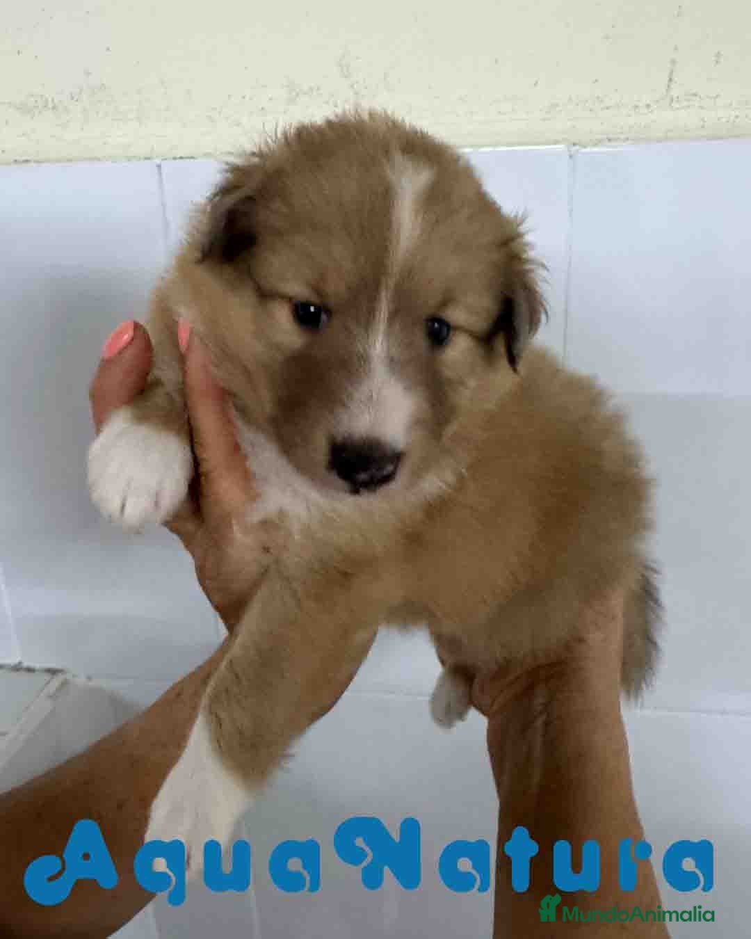 Perro Pastor de las Shetland perros en venta: Pastor de Shetland Hembra de Nana AQUANATURA - Anuncio 4