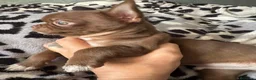 Chihuahua perros en venta: Chihuahua chocolate 🍫  - Anuncio 14