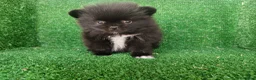 Pomerania perros en venta: pomerania - Anuncio 7