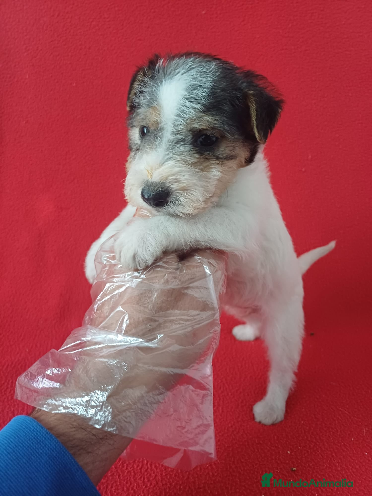 Fox Terrier de Pelo Duro perros Foxterrier Pelo Duro  - Anuncio 1