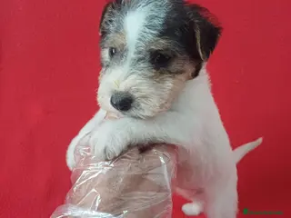 Fox Terrier de Pelo Duro perros Foxterrier Pelo Duro - Anuncio 33