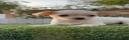Chihuahua perros en venta: CHIHUAHUA - MACHO - Anuncio 1