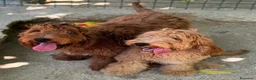 Cockapoo perros en venta: COCKAPOO - Anuncio 2