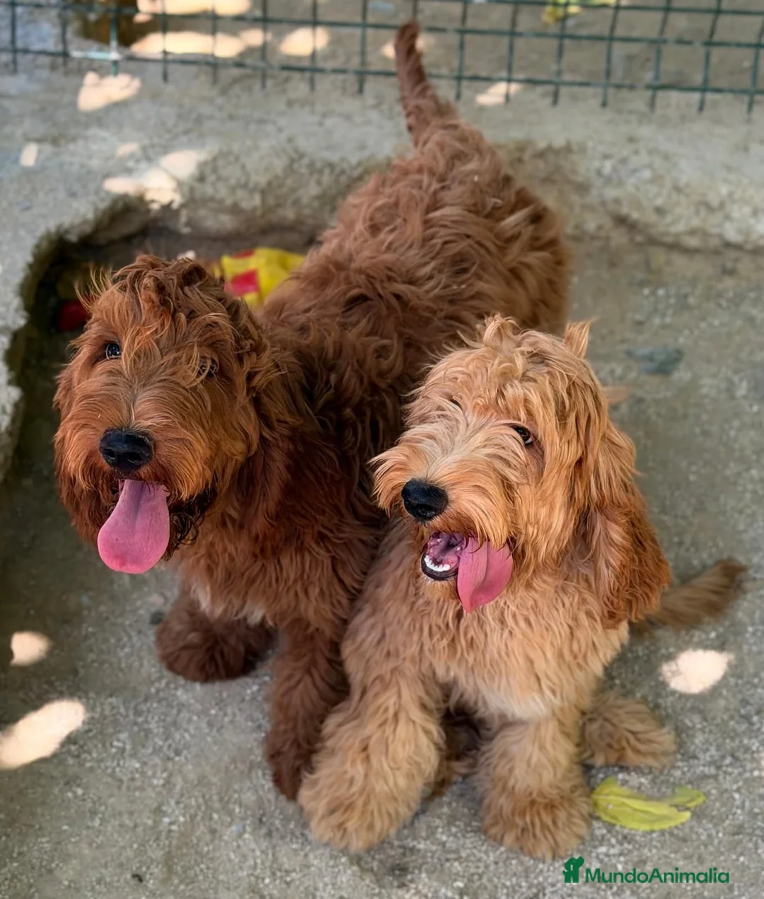 Cockapoo perros en venta: COCKAPOO - Anuncio 2