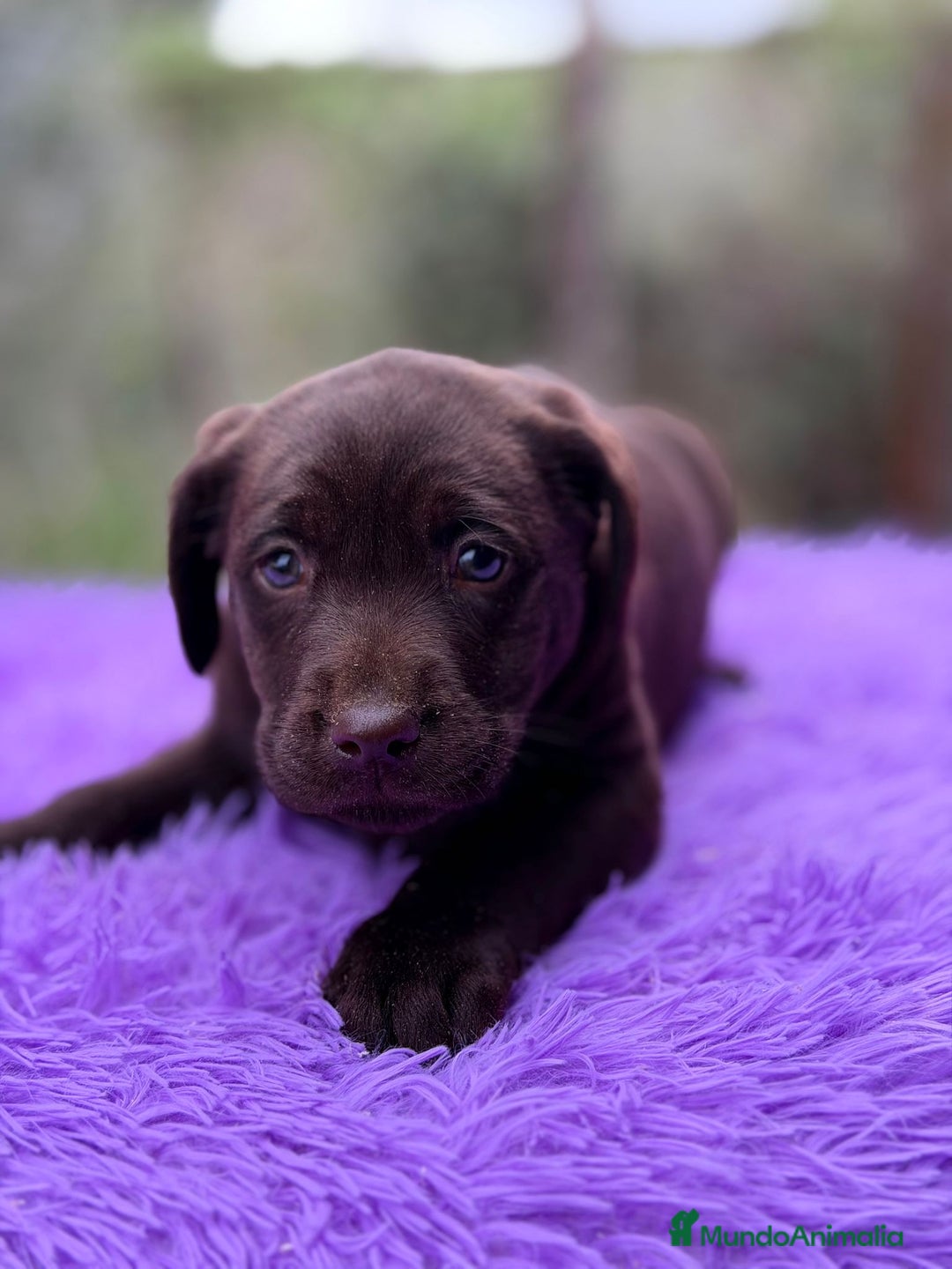 Labrador Retriever perros en venta: Labrador chocolate  - Anuncio 4