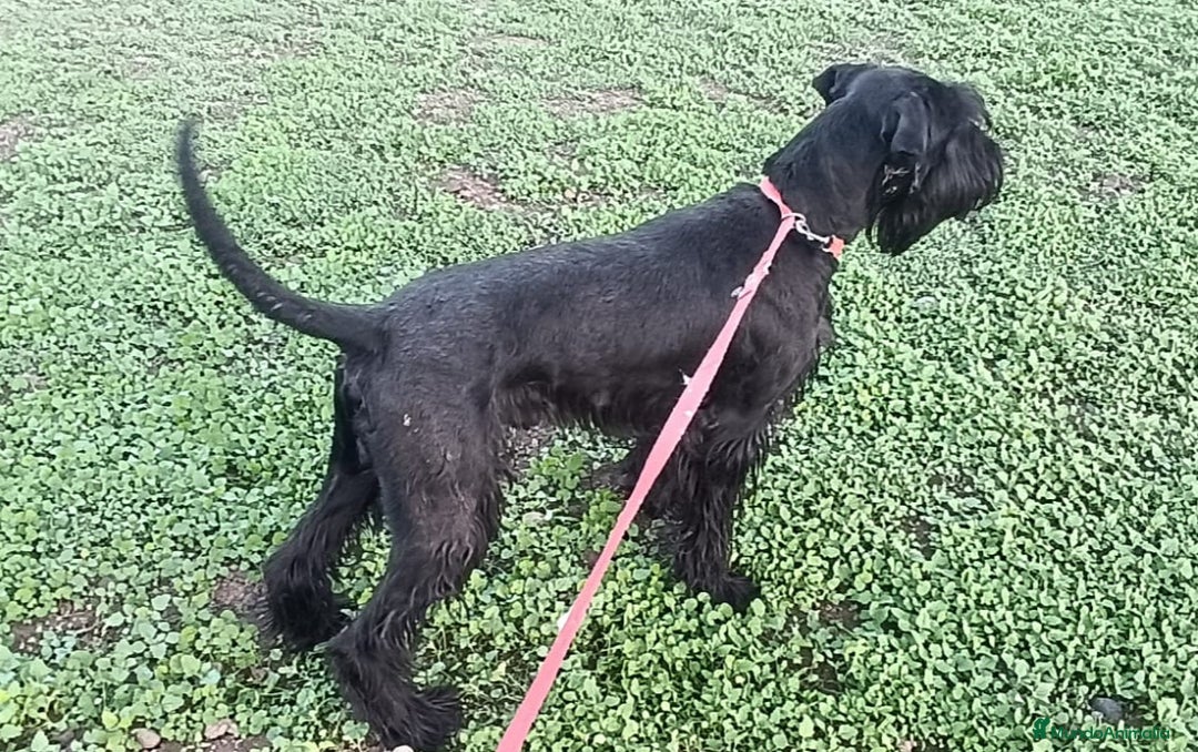Schnauzer Gigante perros en venta: Schnauzer Gigante Negro - Anuncio 5
