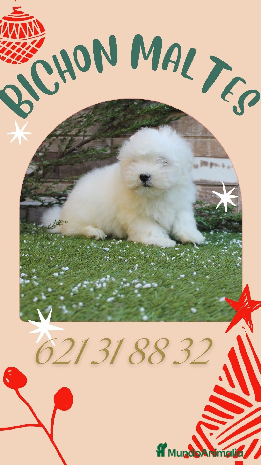 Bichón Maltés perros  PRECIOSOS CACHORRITO DE BICHON MALTES   - Anuncio 1