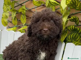 Perro de Agua Español perros PERRO DE AGUA MACHO - Anuncio 3