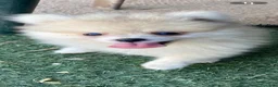 Pomerania perros en venta: Lulu pomerania  - Anuncio 2