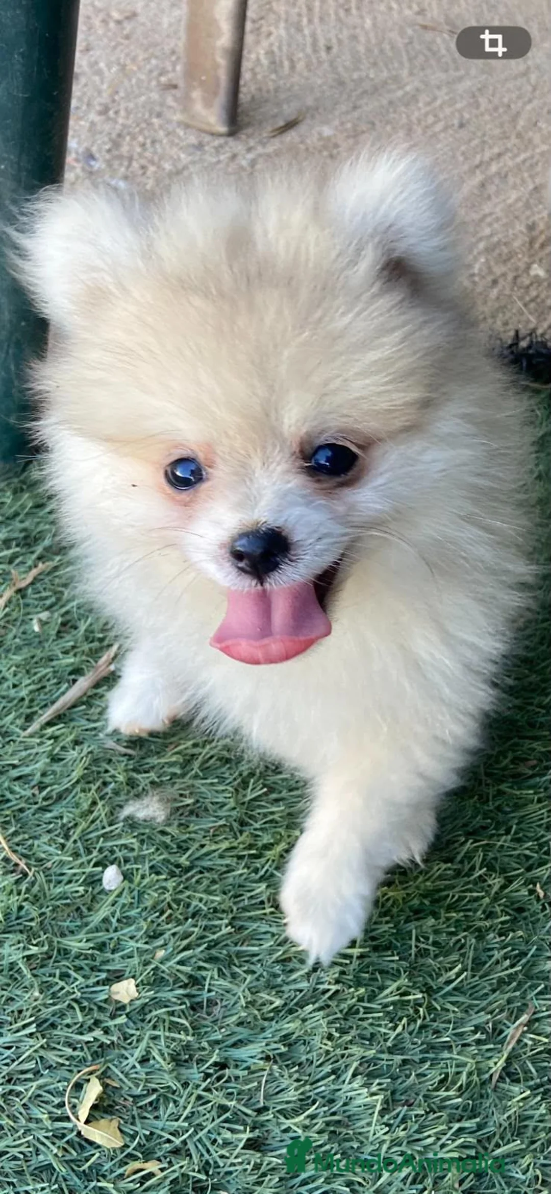 Pomerania perros en venta: Lulu pomerania  - Anuncio 2