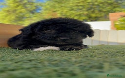 Perro de Agua Español perros en venta: PERRO DE AGUA HEMBRA - Imagen 3