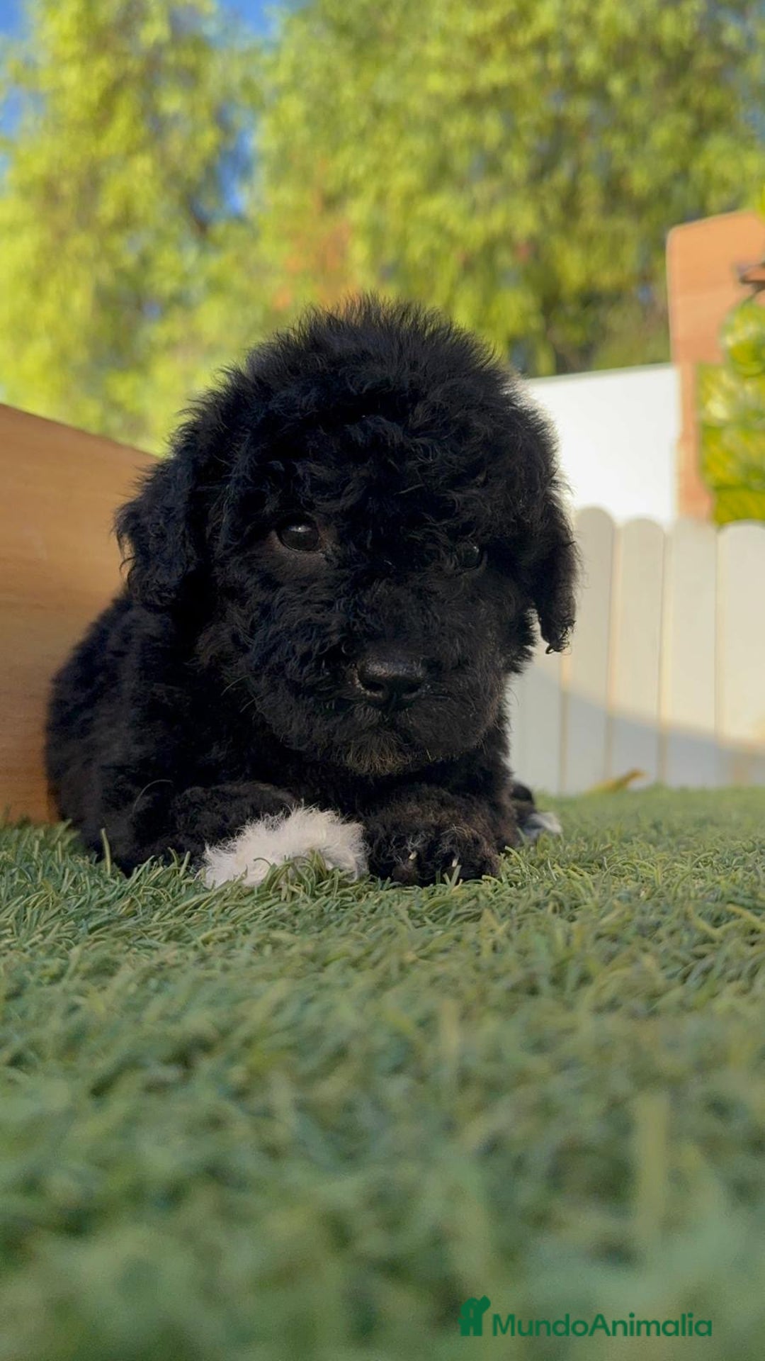 Perro de Agua Español perros en venta: PERRO DE AGUA HEMBRA - Imagen 3