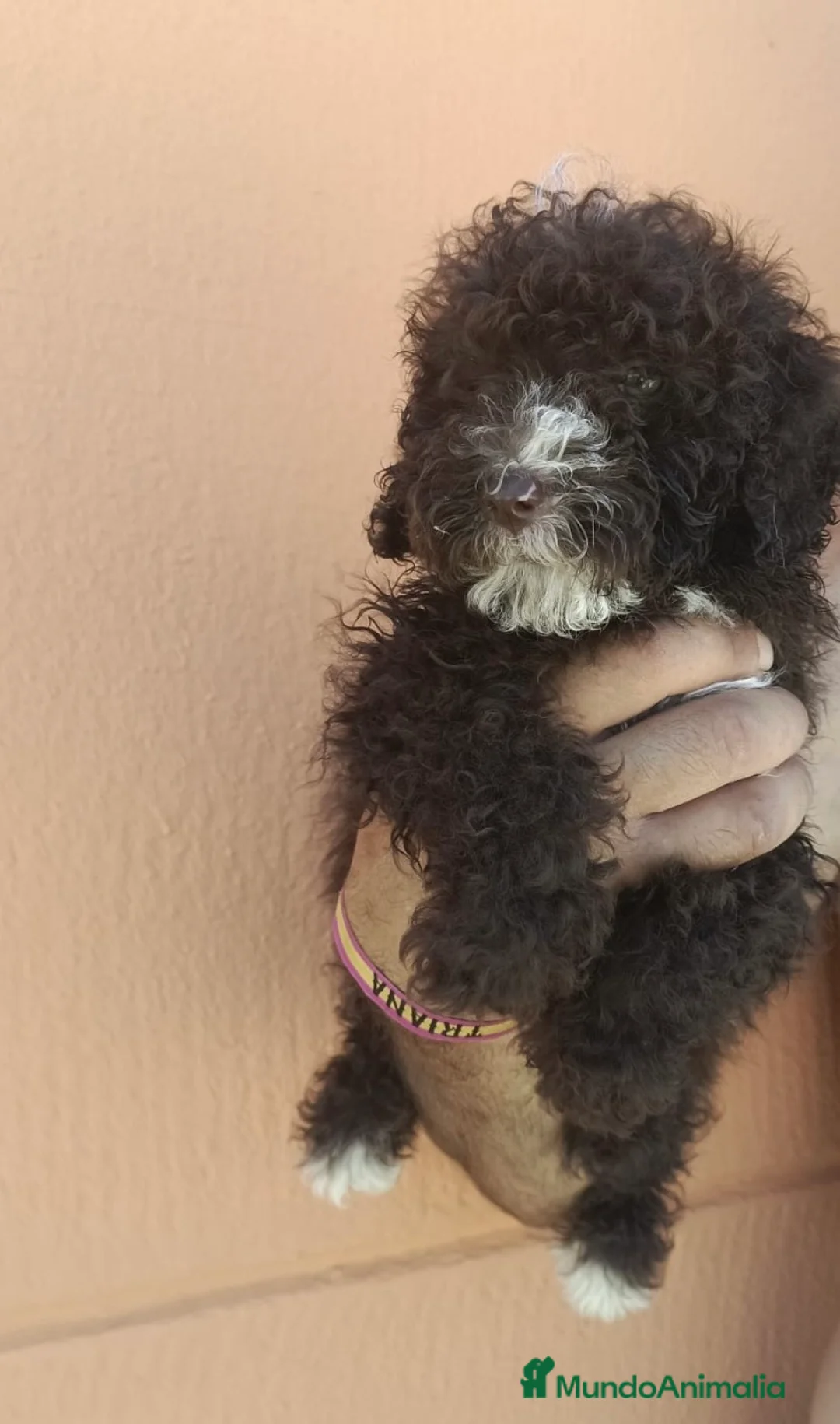 Perro de Agua Español perros en venta: Último macho perro de agua!!🐶🐾 en Jaén - Anuncio 1