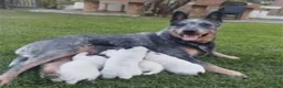 Boyero de Australia perros en venta: Cachorros Australian Cattle Dog - Anuncio 1