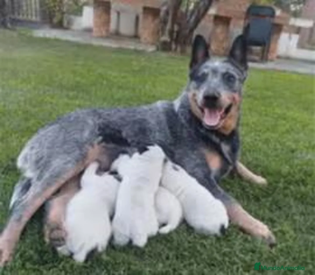 Boyero de Australia perros en venta: Cachorros Australian Cattle Dog - Anuncio 1