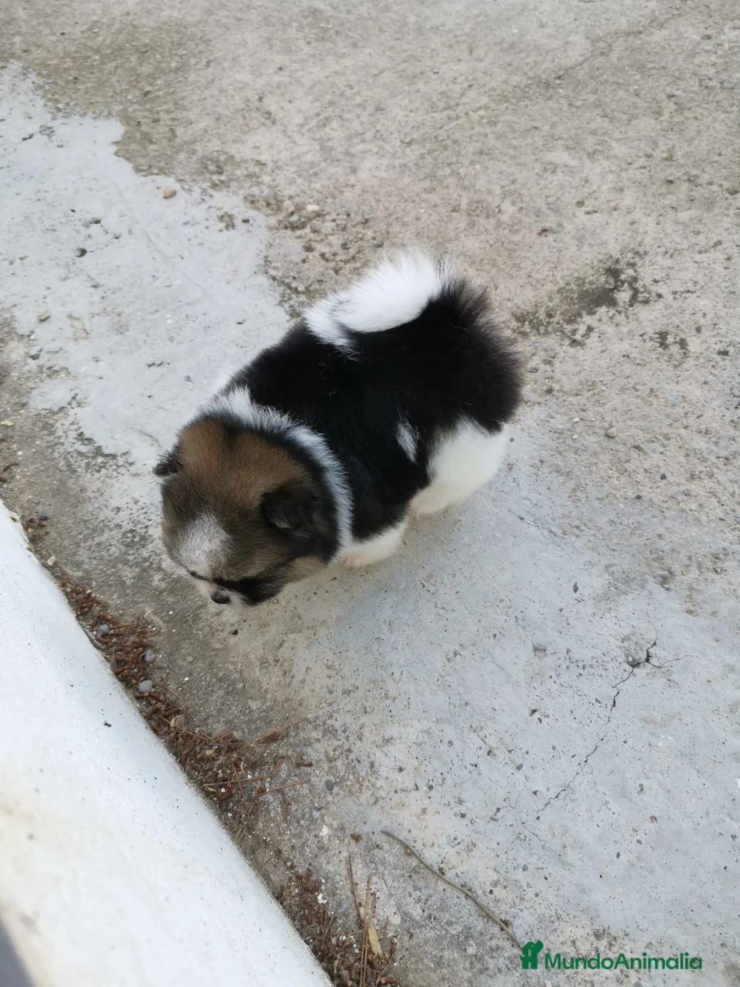 Pomerania perros en venta: Pomerania TOY de calidad  - Anuncio 15