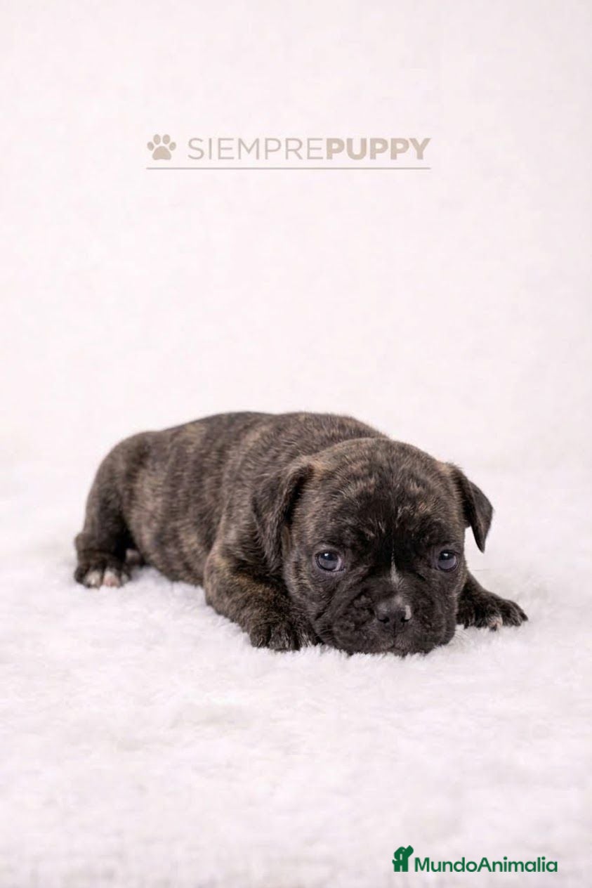 Bulldog Francés perros ADORABLE CACHORRITA BULLDOG FRANCÉS - Anuncio 1