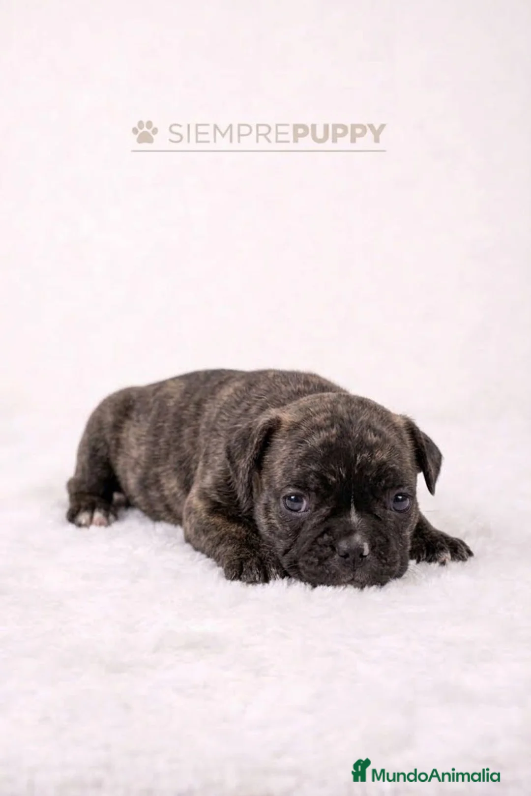 Bulldog Francés perros en venta: ADORABLE CACHORRITA BULLDOG FRANCÉS - Anuncio 1