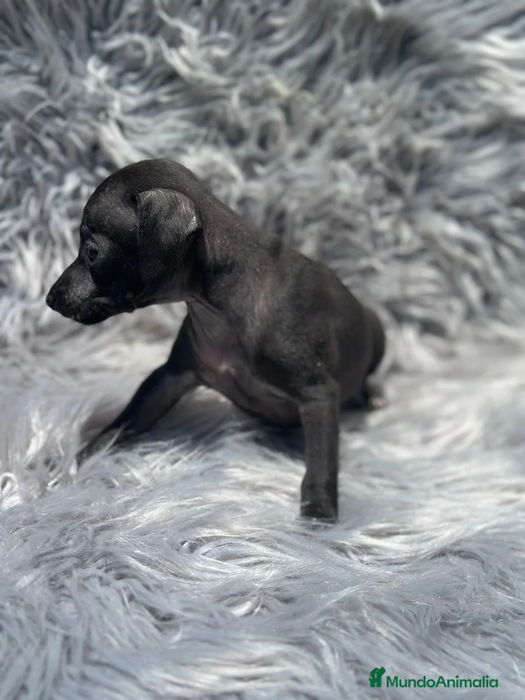 Pequeño Lebrel Italiano perros en venta: Piccolo italiano macho  - Anuncio 2