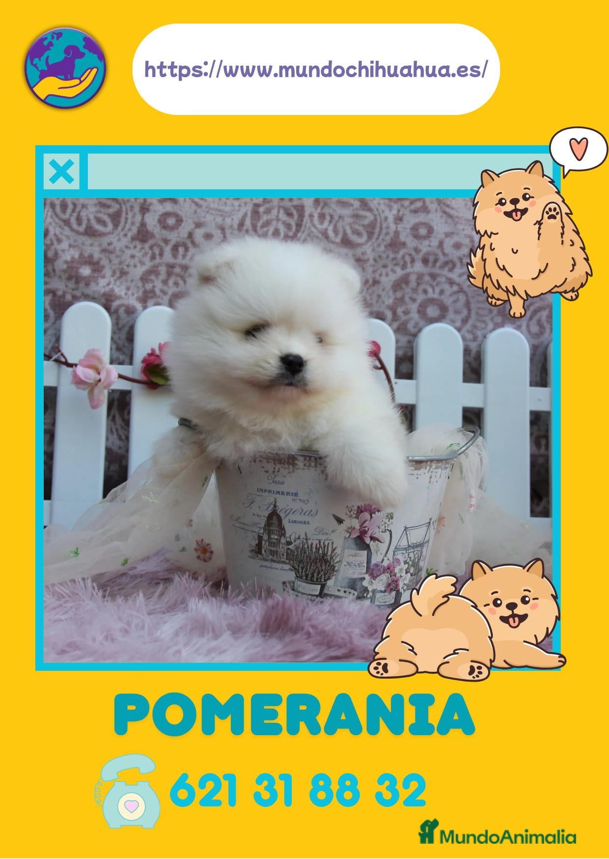 Pomerania perros Pomerania enano carita de osito - Anuncio 1