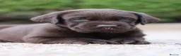 Labrador Retriever perros en venta: Preciosos cachorros de Labrador Retriever chocolat - Anuncio 5