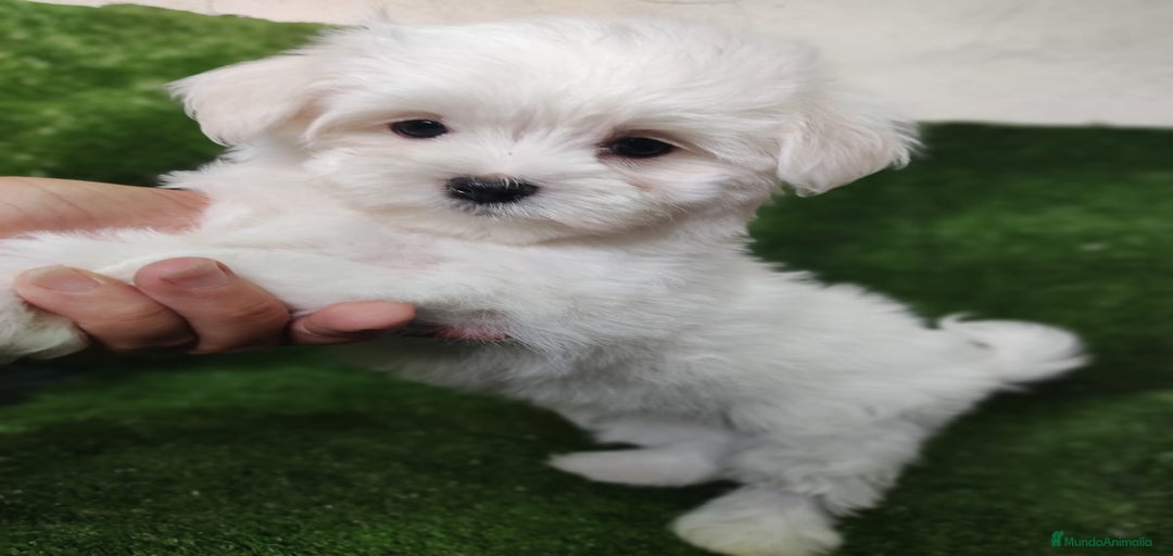 Imagen de galería {{count}}