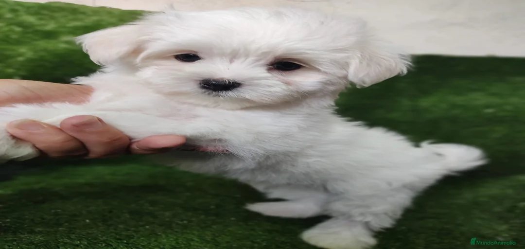 Imagen de galería {{count}}