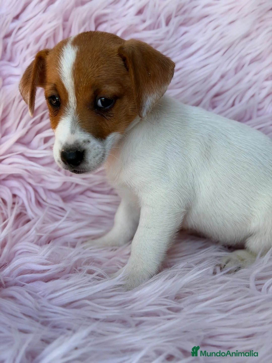 Jack Russell Terrier perros en venta: Jack Russell  - Anuncio 2