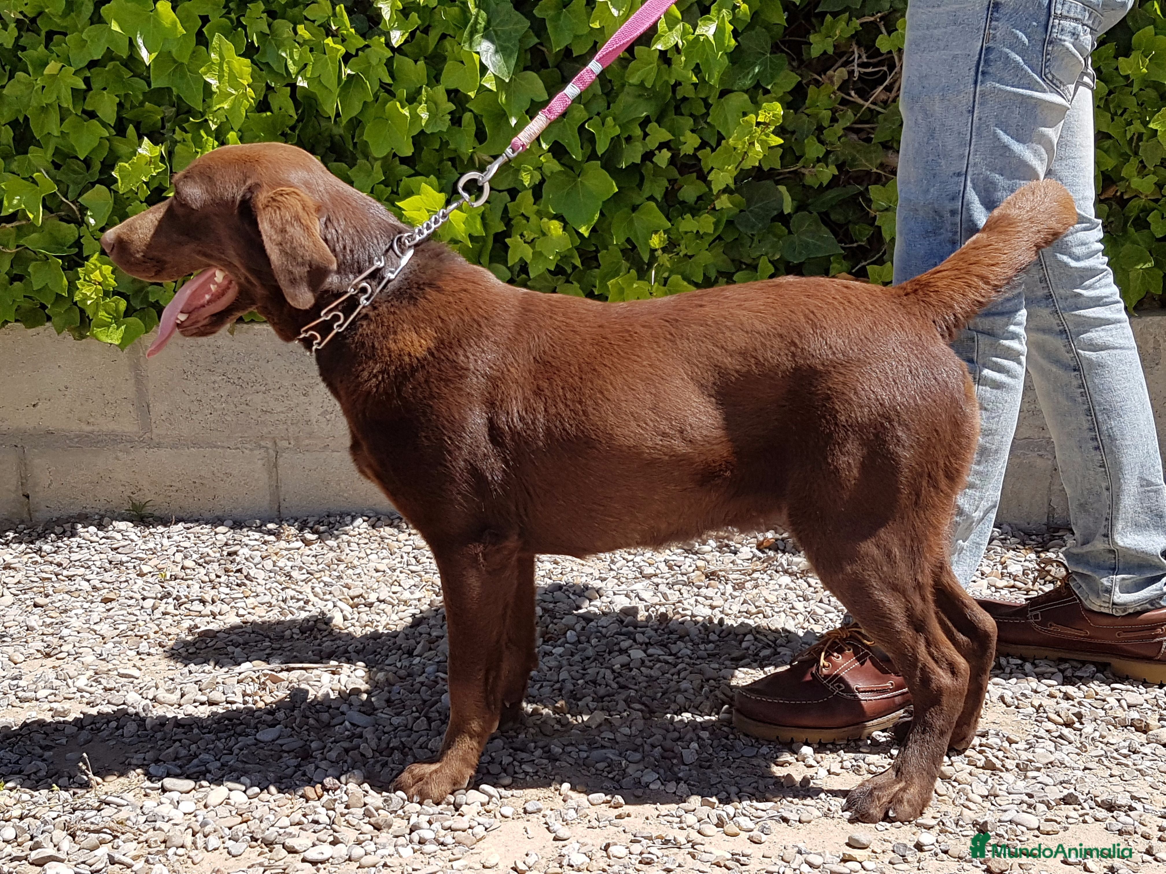 Labrador Retriever perros LABRADOR CHOCOLATE DISPONIBLE - Anuncio 1