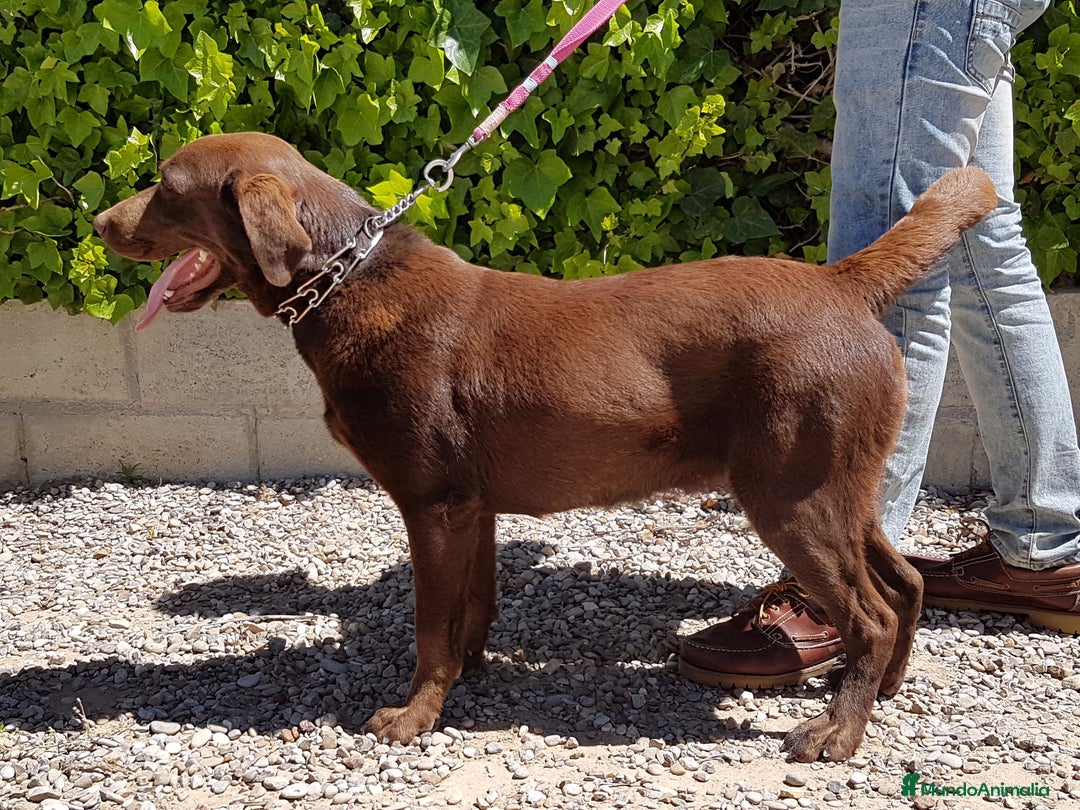 Labrador Retriever perros en venta: LABRADOR CHOCOLATE DISPONIBLE - Anuncio 1