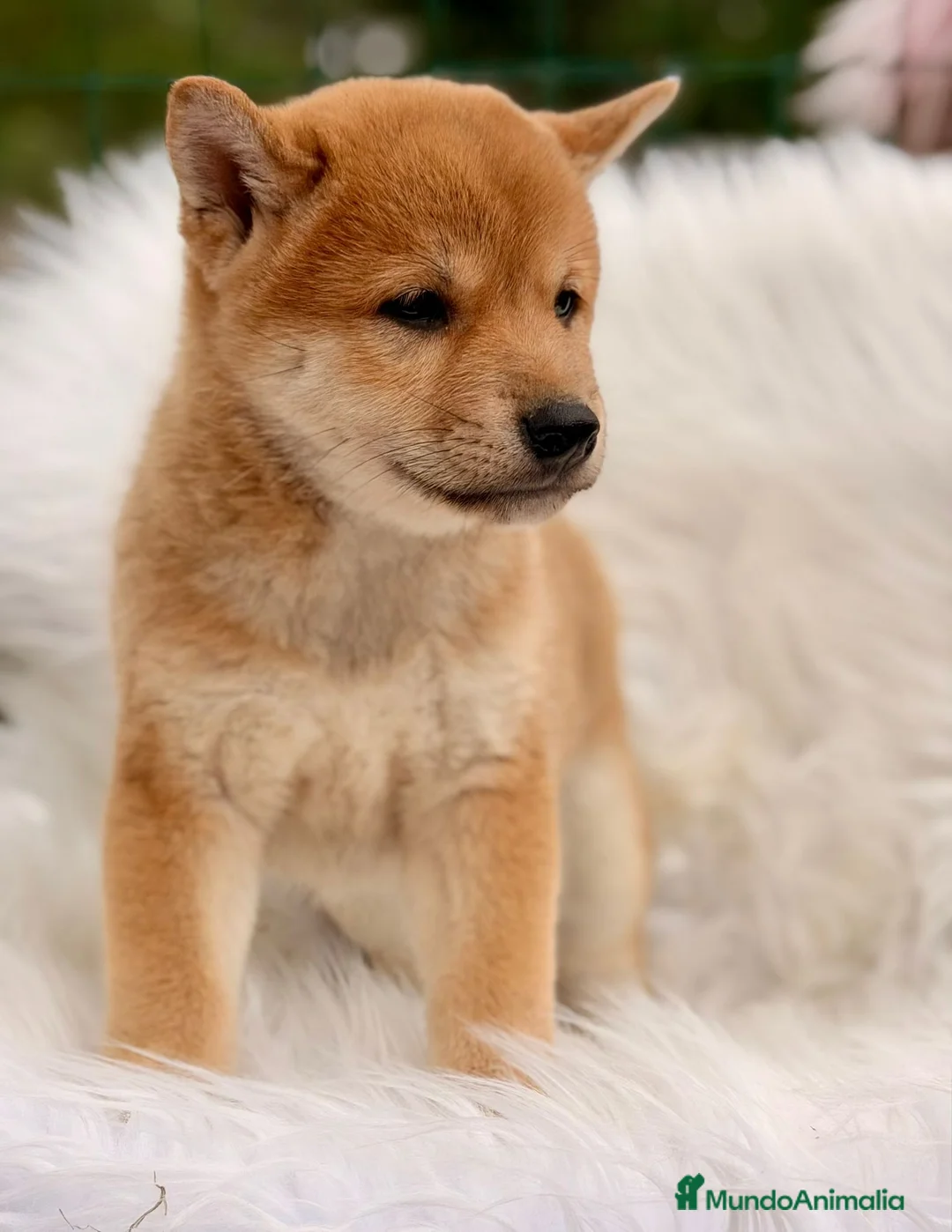Shiba Inu perros en venta: SHIBA INU NEGRO FUEGO Y ROJOS - Anuncio 2