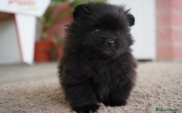 Pomerania perros en venta:  ⸻  🐾 Roscón, Prodigy y Python – Pomeranias 🐾 - Imagen 9