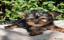 Yorkshire Terrier perros en venta: Yorkshire Toy macho  - Imagen 2