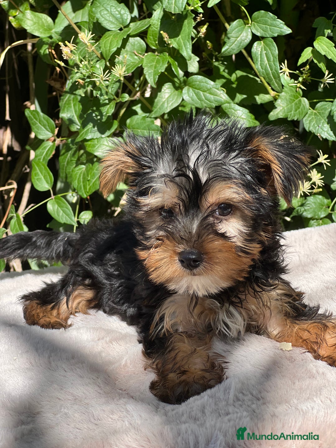 Yorkshire Terrier perros en venta: Yorkshire Toy macho  - Imagen 2