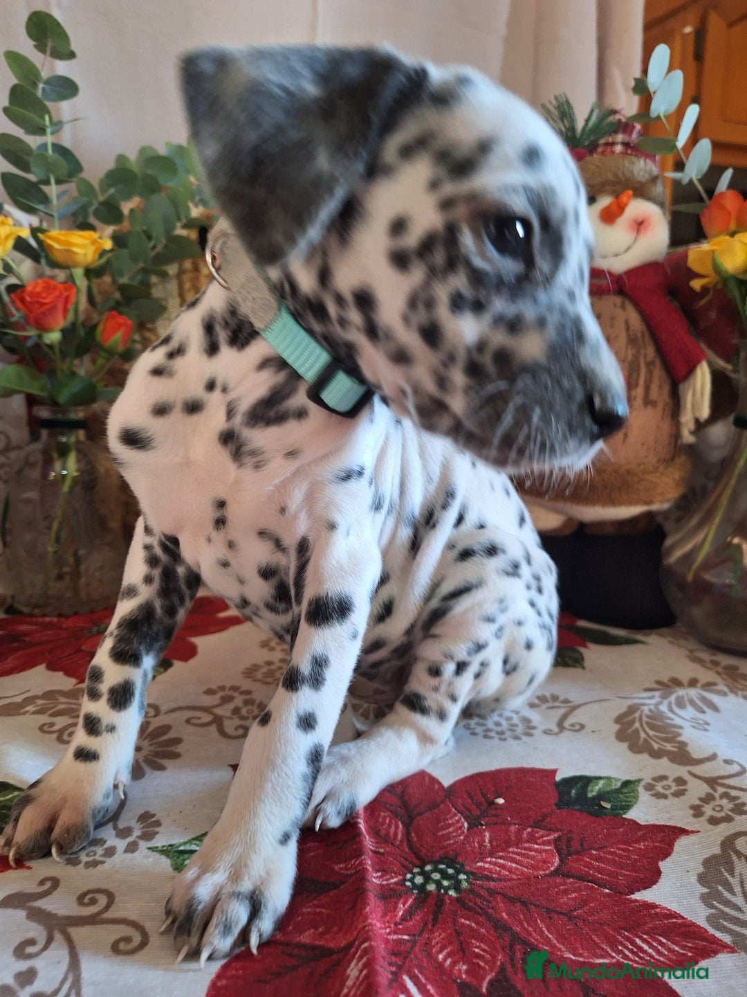 Dálmata perros en venta: DALMATA  - Anuncio 10