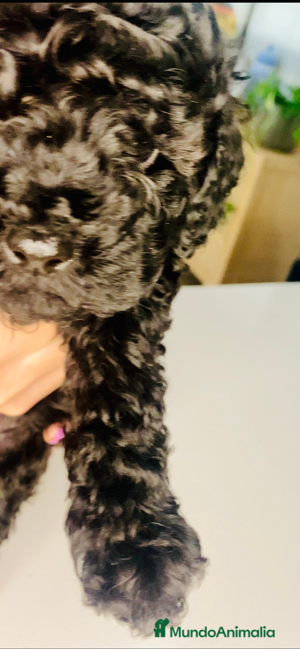 Caniche Toy perros Camada de caniches Toy - Anuncio 35