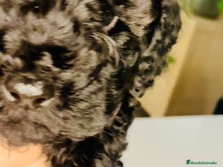 Caniche Toy perros Camada de caniches Toy - Anuncio 35