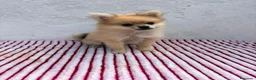 Pomerania perros en venta: Pomerania mini toy  - Anuncio 4