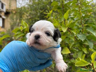 Raza Mixta perros Mal Shi - Anuncio 10