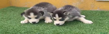 Husky Siberiano 1
