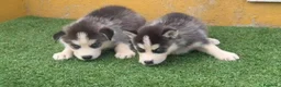 Husky Siberiano perros en venta: Cachorritas de Husky Siberiano  - Anuncio 1