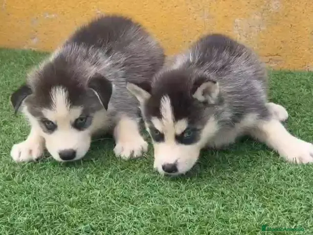 Husky Siberiano perros en venta: Cachorritas de Husky Siberiano - Anuncio 1