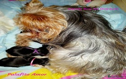 Yorkshire Terrier perros en venta: Yorkshire terrier - Imagen 15