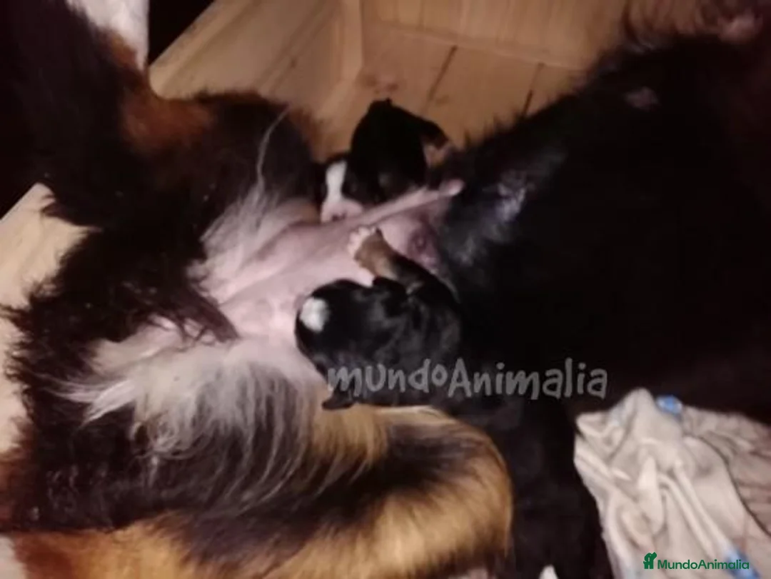 Imagen de galería {{count}}